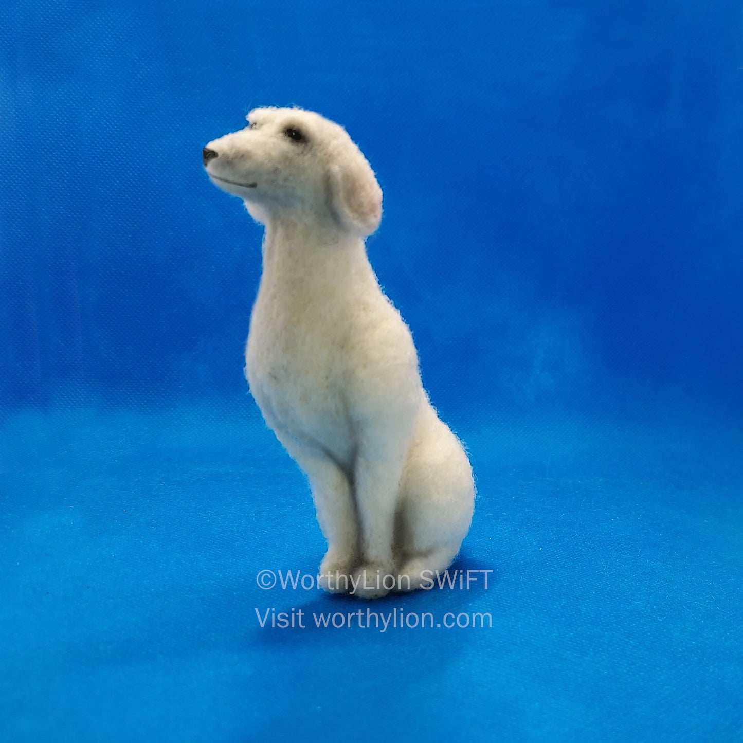 Dog: 101B | Lab-type | Pre-posed | Sitting