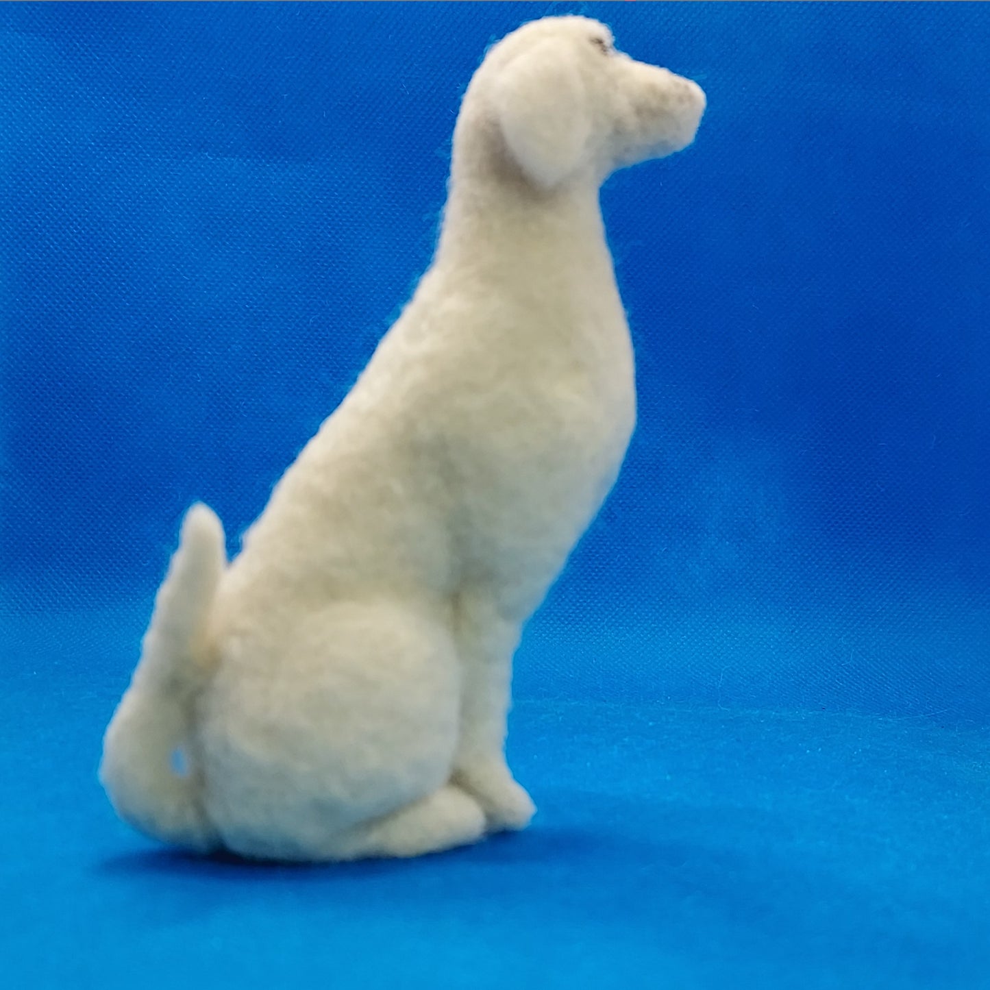Dog: 101B | Lab-type | Pre-posed | Sitting