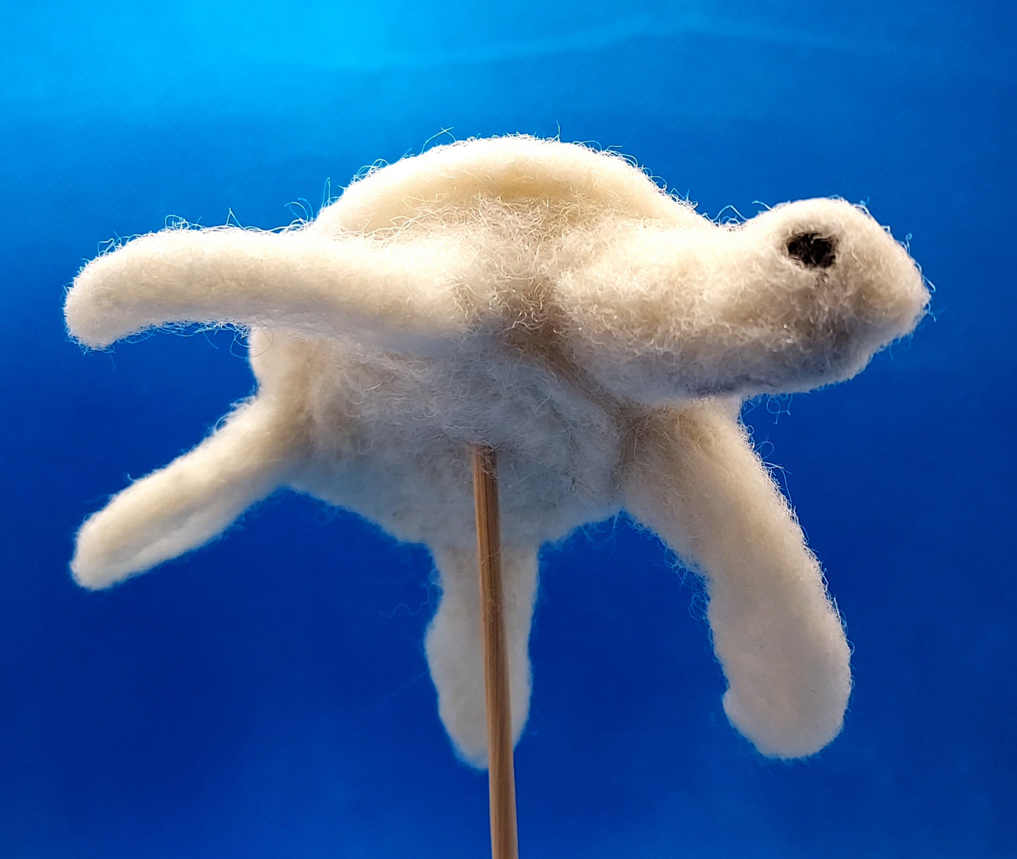 Marine: 512B | Sea Turtle | Swimming
